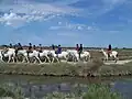 Tourisme équestre à l'étang de Vaccarès