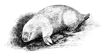 Taupe marsupiale, Notoryctes sp.