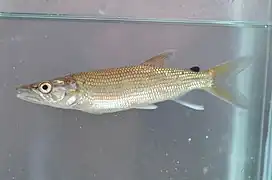 Hepsetus sp.