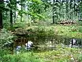 Camp celtique de la Bure, Saint-Dié-des-Vosges. Bassin de Taranis-Jupiter.