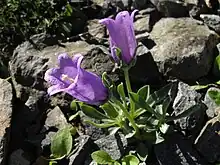Campanule des Alpes