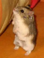Hamster de Campbell