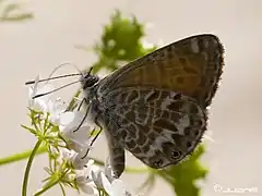 Leptotes webbianus