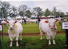 Concours d'animaux blancs à grandes oreilles et muqueuses rosées.