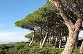 Pins sur l'île Sainte-Marguerite.