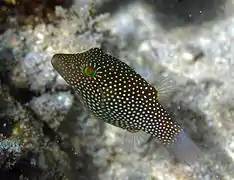 Canthigaster janthinoptera