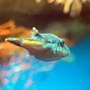 Canthigaster rivulata