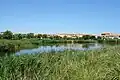 Roseaux autour d'un plan d'eau à Rochelongue