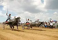 Course de carabaos à Pulilan au moment du Carabao Festival en l'honneur du Saint patron Isidore le Laboureur.
