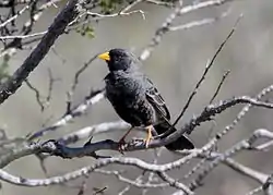 Le phrygile charbonnier (Phrygilus carbonarius) doit son nom à son plumage couleur anthracite.