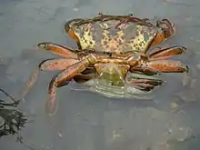 Accouplement de C. maenas. image montrant les positions respectives de l'abdomen femelle, vert, au premier plan, et de l'adomen mâle, rouge.