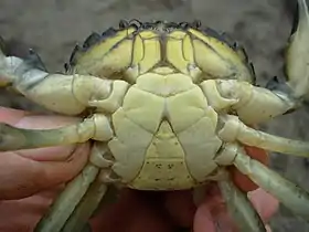 C. maenas mâle en livrée "verte" (nuance jaune vert pour la face ventrale). L'animal a mué récemment.