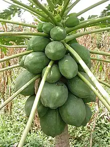 Spécimen femelle du Burkina Faso