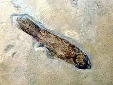 Caridosuctor populosum.