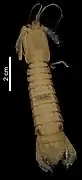 Carinosquilla mclaughlinae