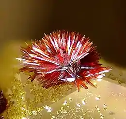 Image illustrative de l’article Carminite