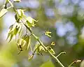 Carpelles de fleurs hermaphrodites