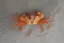 Carupa tenuipes