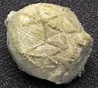 Caryocrinites ornatus (Caryocrinitidae).