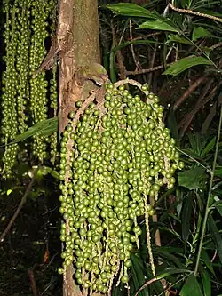 Palmier Caryota mitis