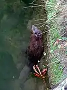 Castor dans l'Albarine.