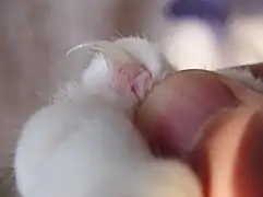 Griffe avec le nerf visible.