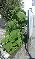 Un paulownia (risque de confusion avec les catalpas) a pris racine spontanément au milieu de l'asphalte dans une ville en France.