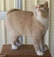 British shorthair médioligne semi-cobby