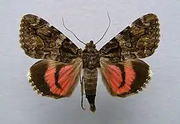 Catocala conjuncta, la Conjointe