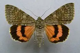 Catocala elocata, la Déplacée