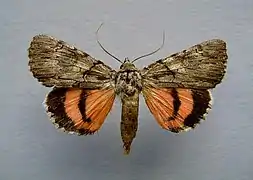 Catocala lupina, la Démasquée