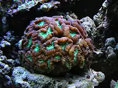 Caulastraea furcata