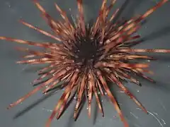 Centrostephanus coronatus