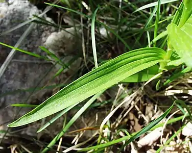 Photographie en couleurs d'une feuille verte.