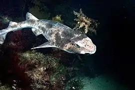 Cephaloscyllium laticeps, un Scyliorhinidae