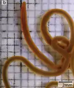 Cephalothrix linearis, un Cephalothricidae