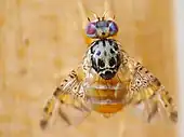 Ceratitis capitata