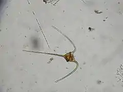 Ceratium sp. (Dinophyceae, Peridiniales, Ceratiaceae)