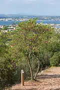Arbre de Judée dans la forêt domaniale de Sète.