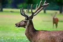  Cerf dans le parc du Domaine de Vizille