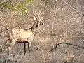 Cerf