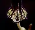 Ceropegia stapeliiformis serpentina.