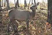 Cerf de Mandchourie