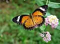 Papillon, Parc national de Doi Phu Kha, Thaïlande