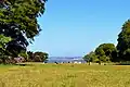 Baie de Morlaix et bovins.