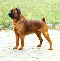 Petit brabançon rouge.