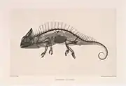 Caméléon aux rayons X