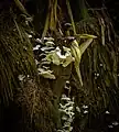 Champignon polypore
