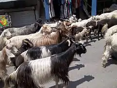 Troupeau de Changthangi traversant la ville de Manali à 450 km de Leh.