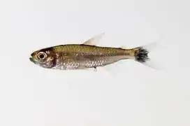 Iguanodectes sp